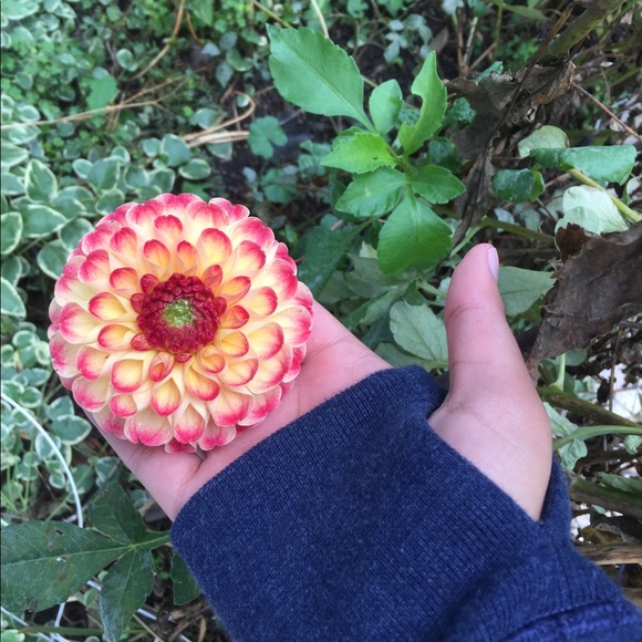 Meet your Posher, Hanna - Picture 1 of 1